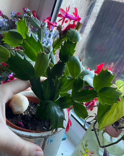Unrooted christmas cactus - unrooted,