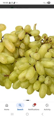Sundar khani grape - sundar, grafted