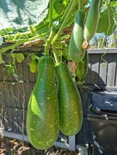 20 Bangladeshi Lau Khodu Pani