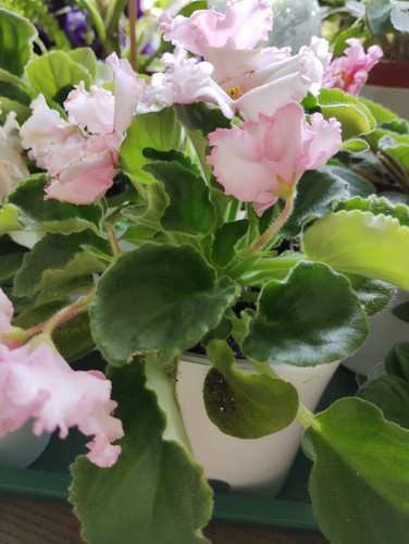 African violet saintpaulia - violet,