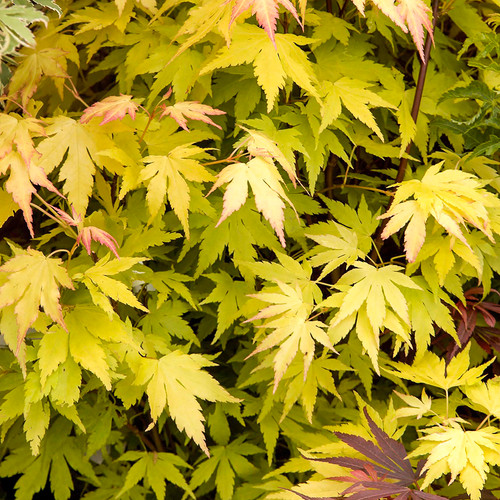 Acer orange dream - 1, 'orange