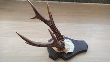 Roe Deer Antlers