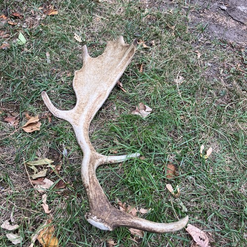 Fallow antler naturally shed - antler,