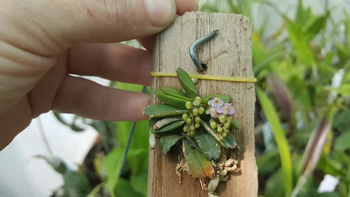 Rare schoenorchis fragrans - schoenorchis,