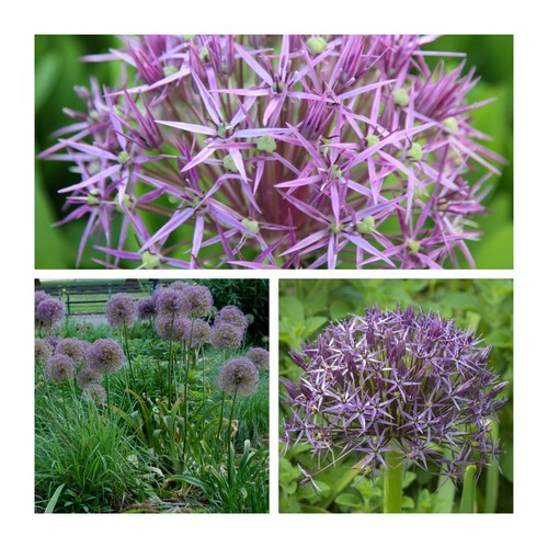 Allium christophii flower - allium, 10