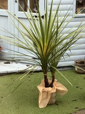 LARGE Multi-Stem Cordyline