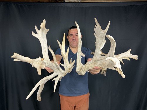 328 set whitetail deer cuts - 328”,