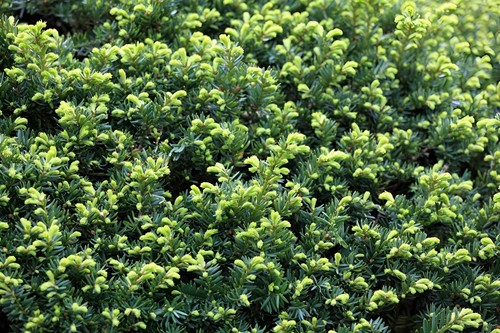 English yew large hedging - 5x,