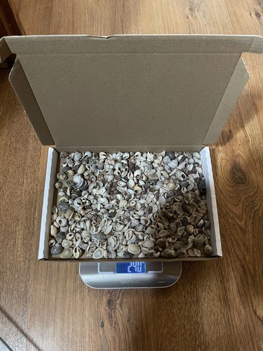 200g small seashells sea - small, /
