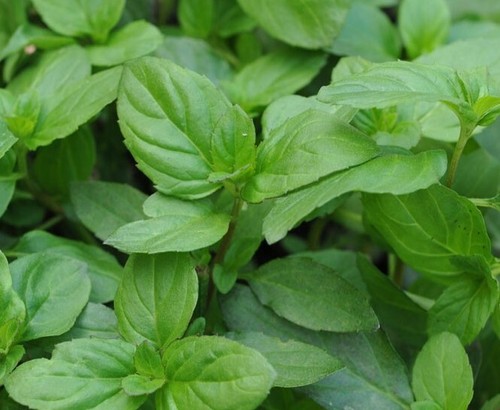 Mint basil mentha piperita - basil,
