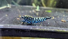10 Top Grade Blue Galaxy Snowflake Fishbone Juvenile Shrimp. Live Shrimp