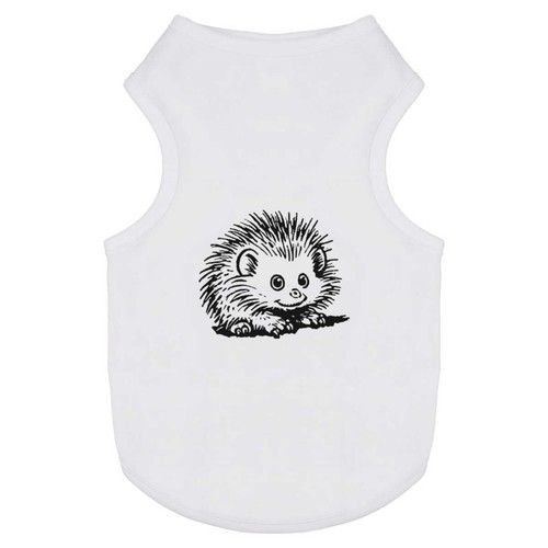 African pygmy hedgehog pet - 'african, hedgehog'