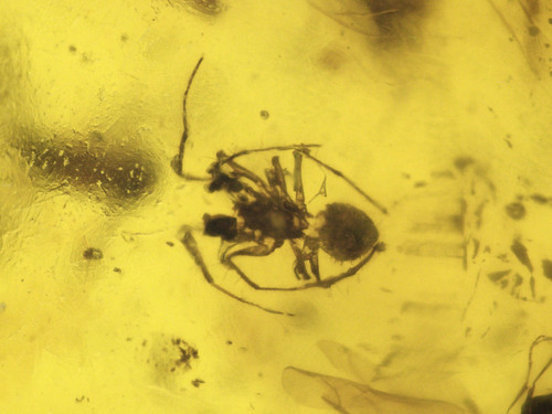 Burmese amber with beetle - burmese,