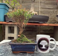 Syzygium bonsai - Indoor tree