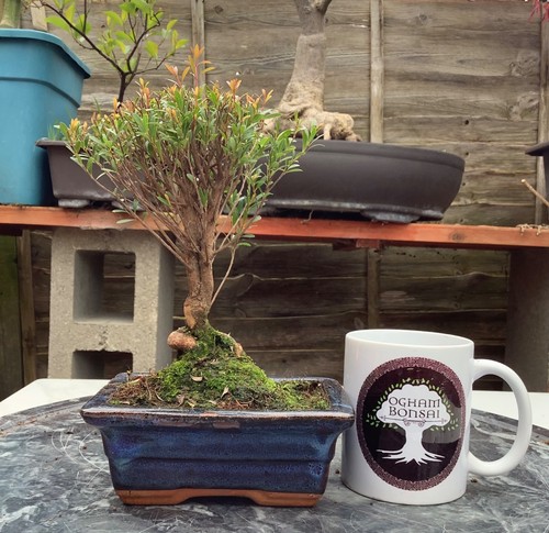 Syzygium bonsai indoor tree - bonsai,