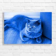 Regal British Shorthair Cat