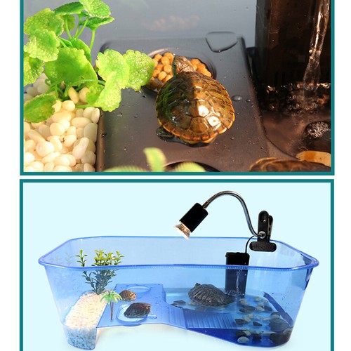 Reptile terrapin tortoise - terrapin,