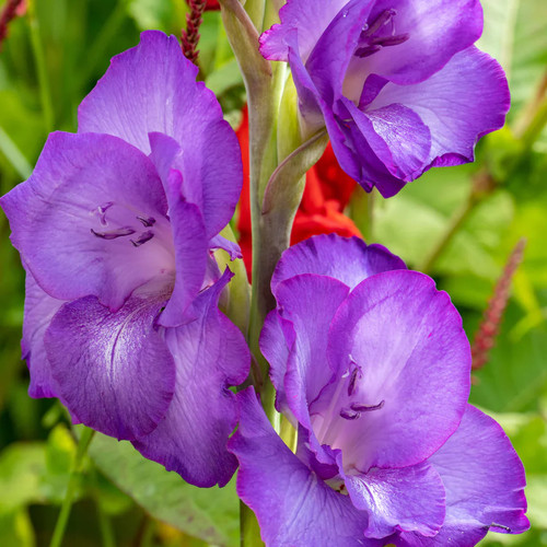 Gladius mix - gladius, |