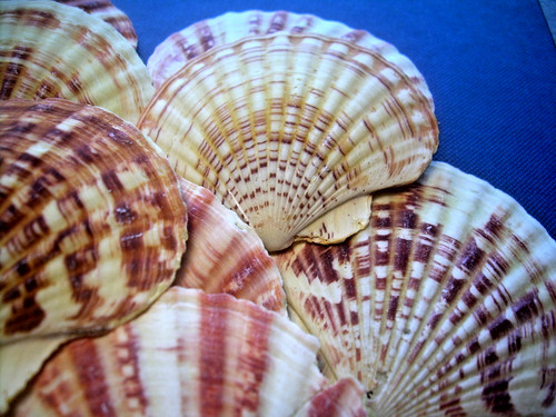 Real sea shells - real,