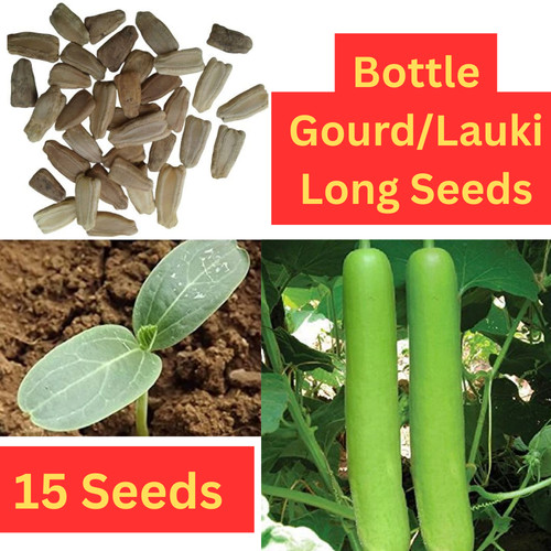 Lauki bottle gourd - lauki,