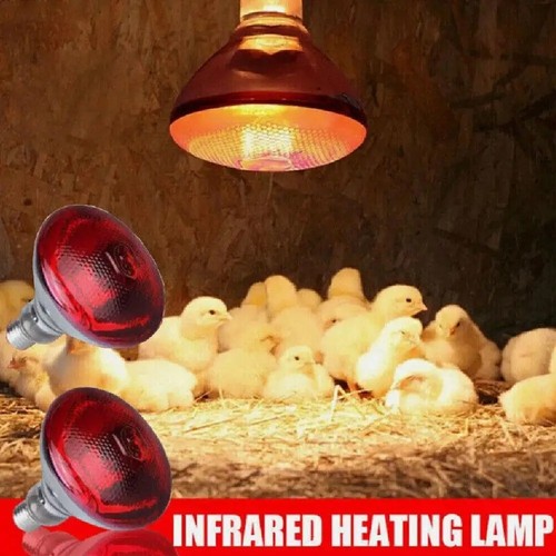Infrared heat lamp - infrared,