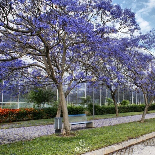 Paulownia tomentosa 200 pcs - 200, /