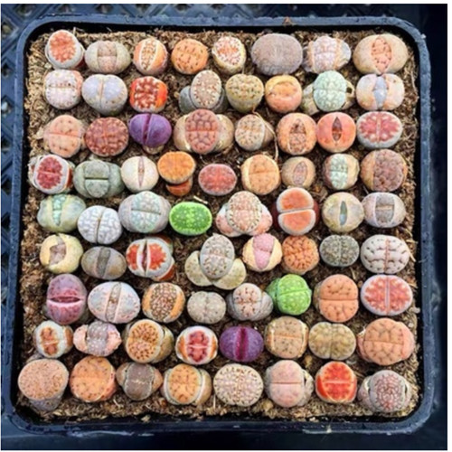 100pcs 1cm succulent - 100pcs,