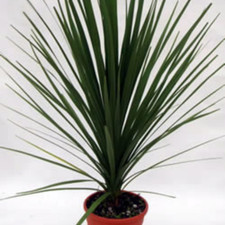Cordyline Australis seeds -