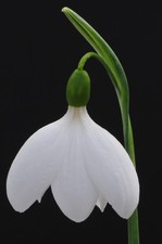 Galanthus 'E A Bowles'