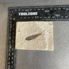 Fossilised Fish in Slab