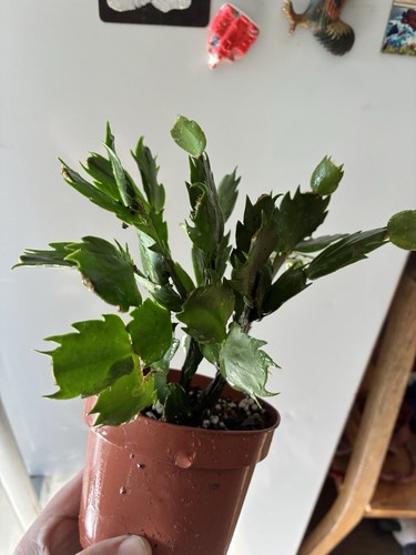 Thanks giving cactus one - giving,