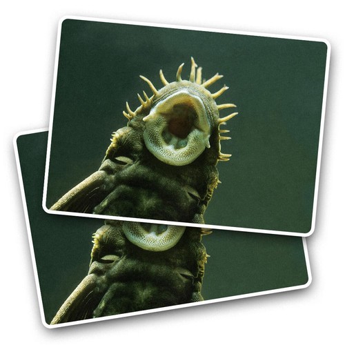 Vinyl sticker bristlenose - 2x,