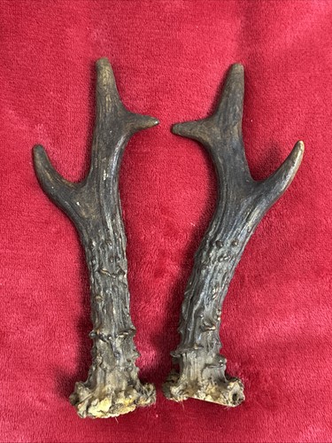 Pair roe deer antlers - roe,