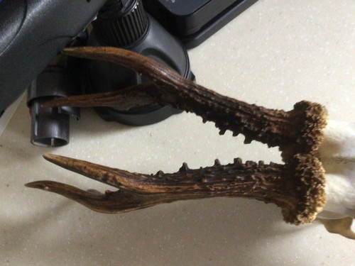 Antlers from roe deer prepared