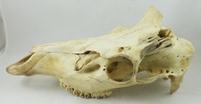 Red Deer Skull,Taxidermy,Bones Skeleton,Hunting Trophy Natural 1