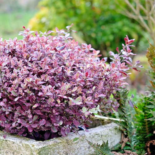Pittosporum ten bannow bay - pittosporum, 'bannow