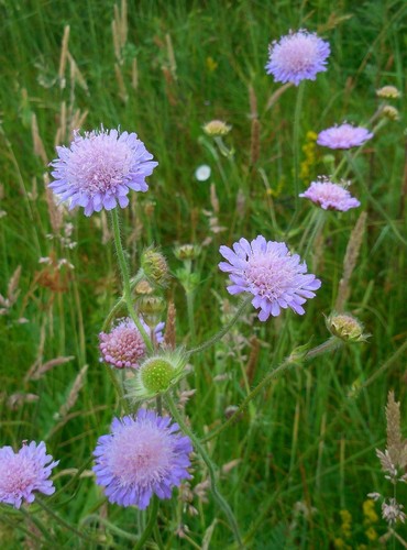 Field scabious knautia - 3,
