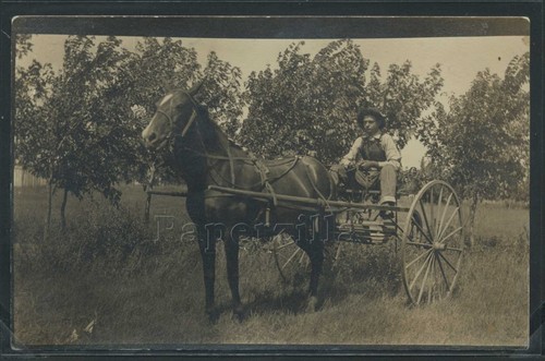 Rppc 1908 horse - c.1908, two