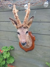 Taxidermy Roe Deer Head With