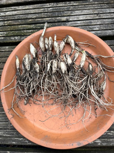Wild garlic plant - wild, bulbs