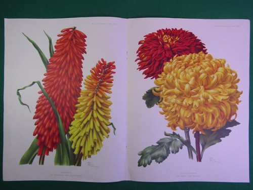 1959 botanical print - print, dora