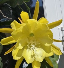2 Epiphyllum Cactus “ King