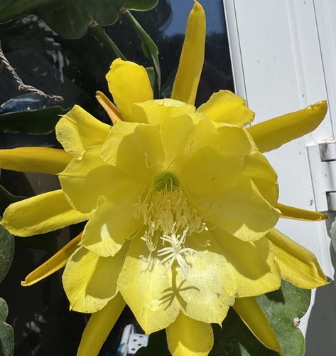Epiphyllum cactus king - epiphyllum,