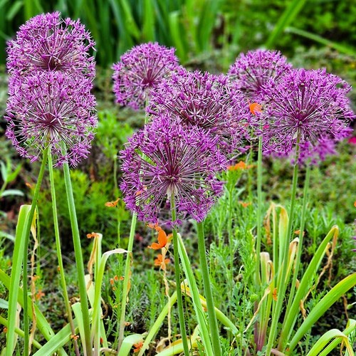 Allium christophii x50 bulbs - allium, 'christophii'