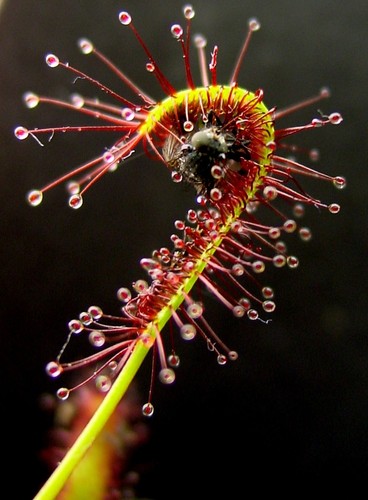 Drosera capensis cape - drosera, sundew