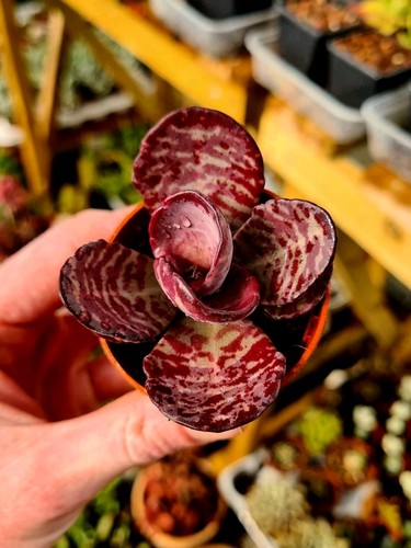 Kalanchoe humilis the - humilis, |