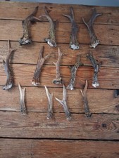 Roe Deer Antlers  6 pairs + 1