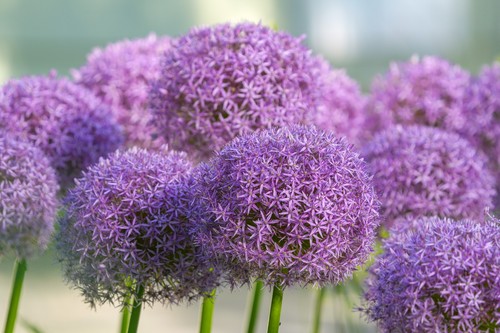 Allium purple sensation bulbs - purple,
