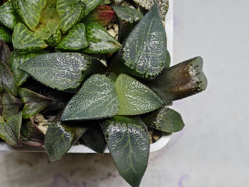 Haworthia ms227 vinci - haworthia, da