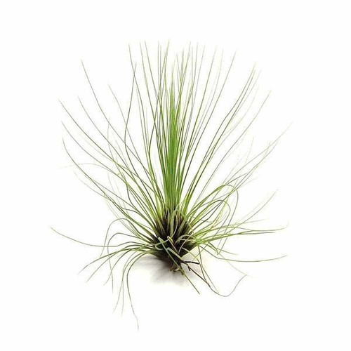 Tillandsia airplant - airplant,